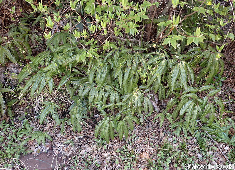 コシダ Dicranopteris linearis