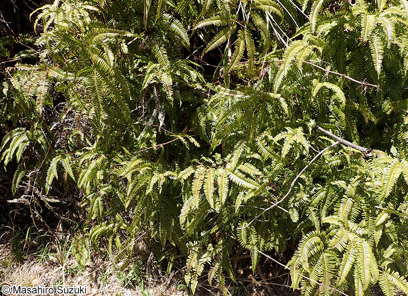 コシダ Dicranopteris linearis
