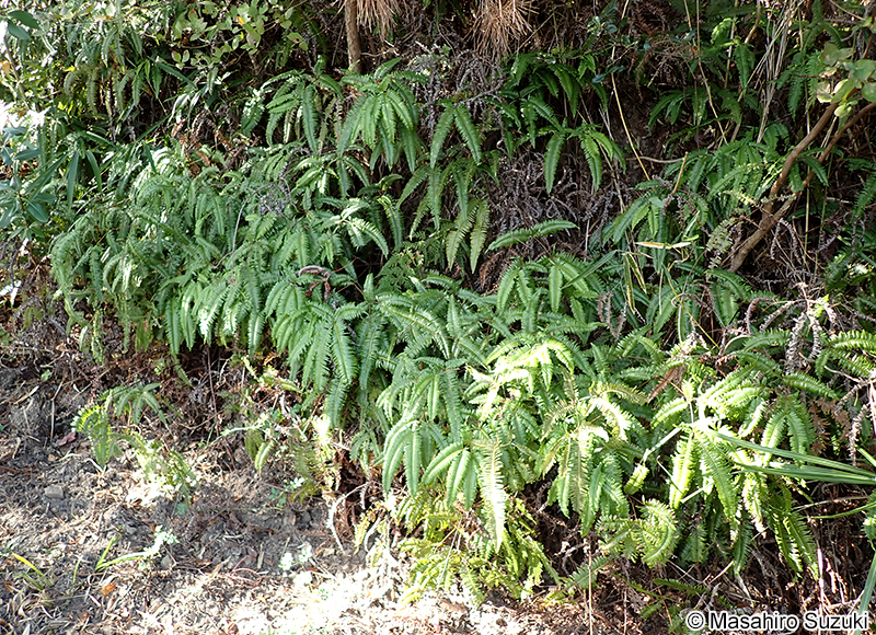 コシダ Dicranopteris linearis