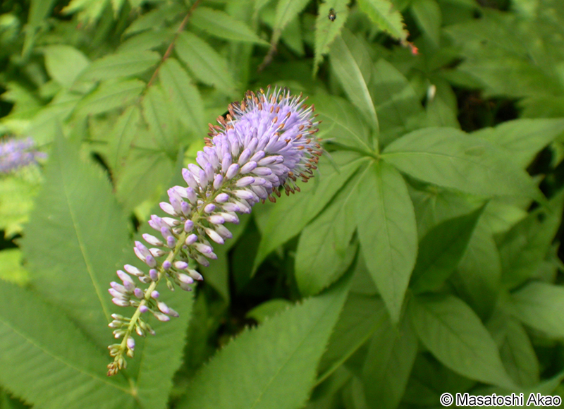 クガイソウ Veronicastrum japonicum