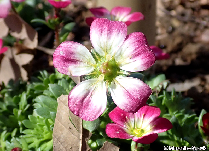 クモマグサ Micranthes merkii subsp. idsuroei