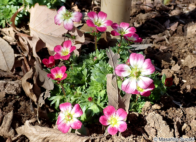 クモマグサ Micranthes merkii subsp. idsuroei