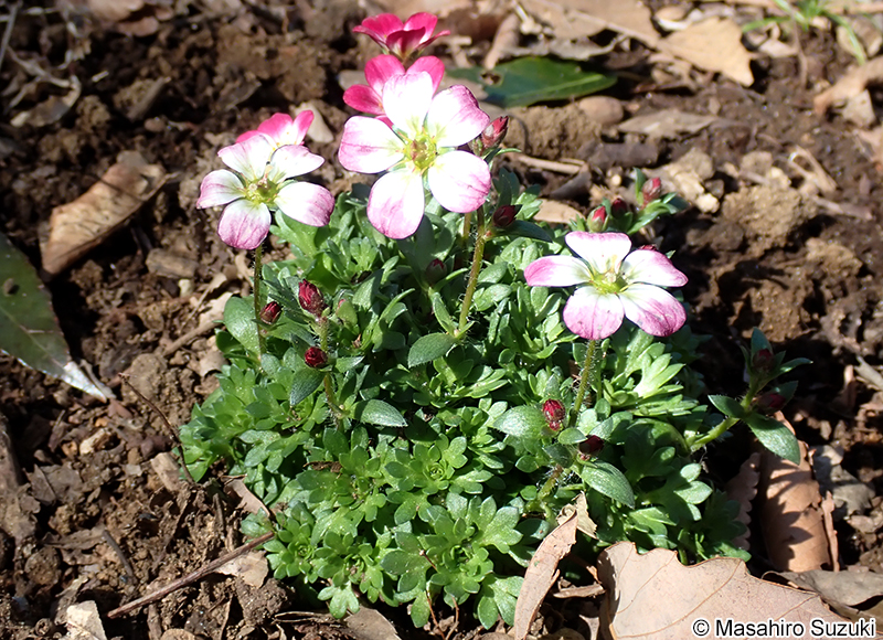 クモマグサ Micranthes merkii subsp. idsuroei
