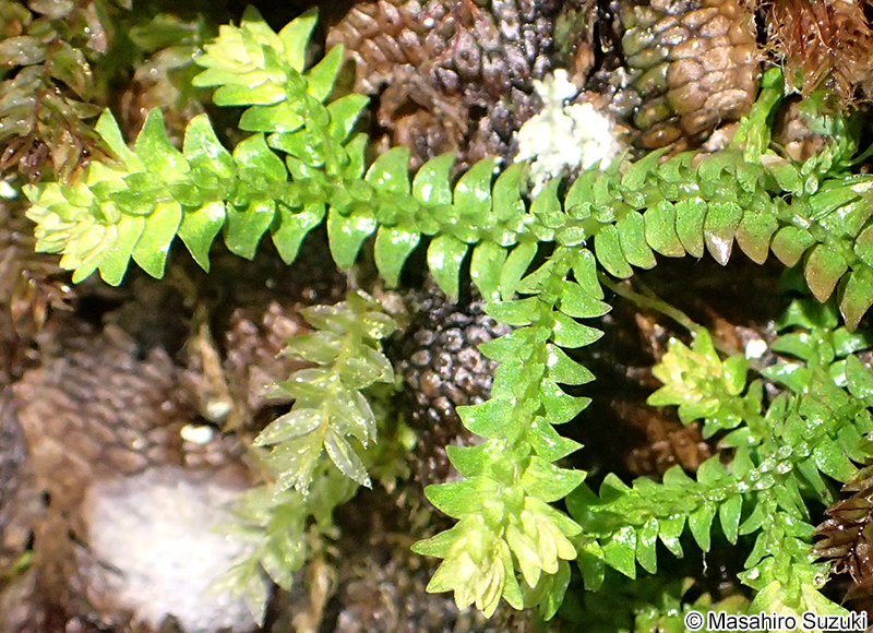 クラマゴケの仲間 Selaginella sp.