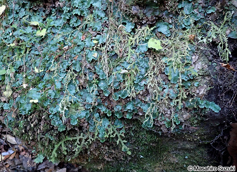 クラマゴケの仲間 Selaginella sp.