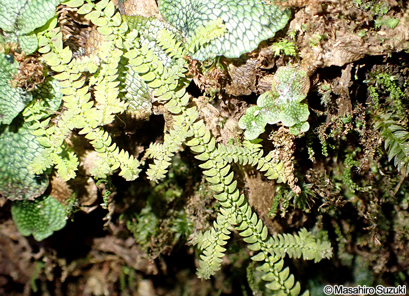 クラマゴケの仲間 Selaginella sp.