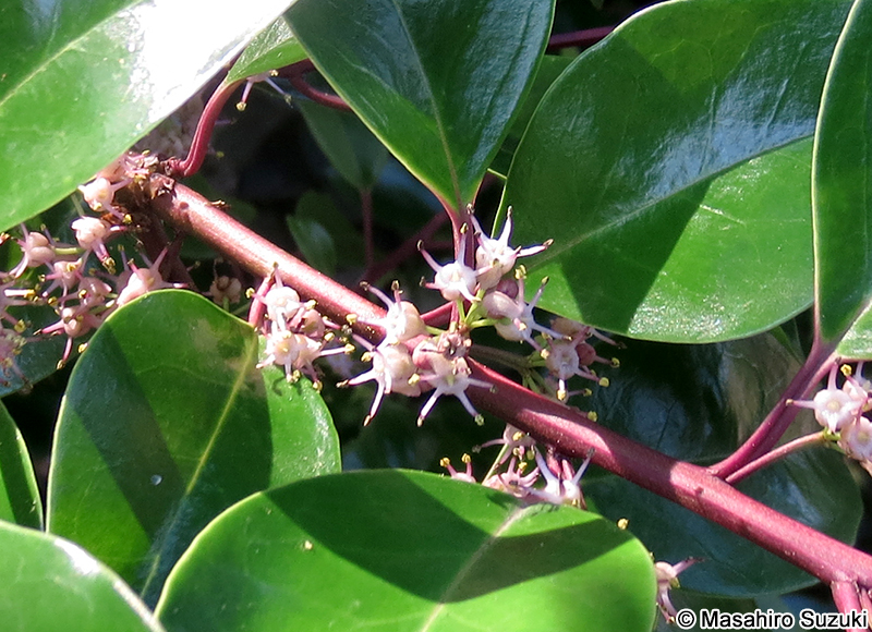 クロガネモチの雄花