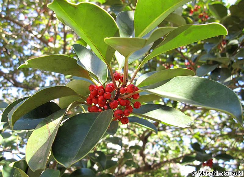 クロガネモチの果実