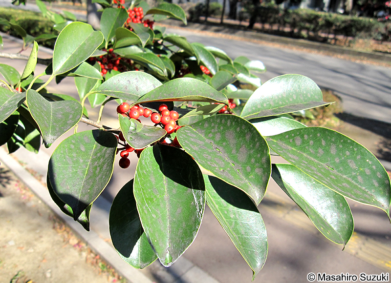 クロガネモチの果実