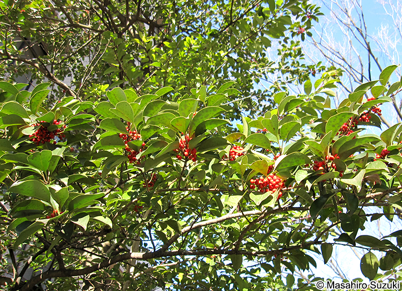 クロガネモチ Ilex rotunda