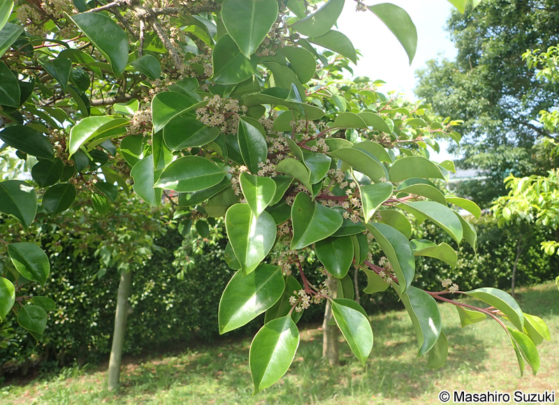 クロガネモチ Ilex rotunda
