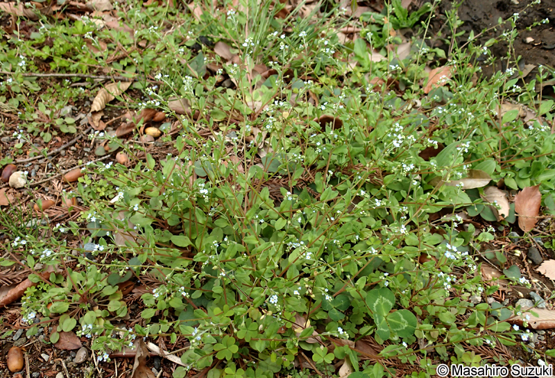 キュウリグサ Trigonotis peduncularis