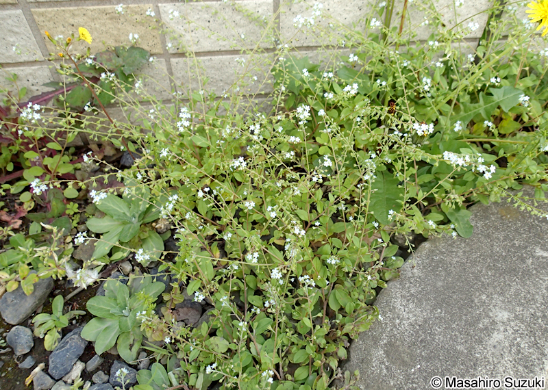 キュウリグサ Trigonotis peduncularis