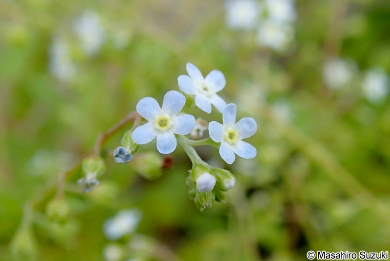 キュウリグサ Trigonotis peduncularis