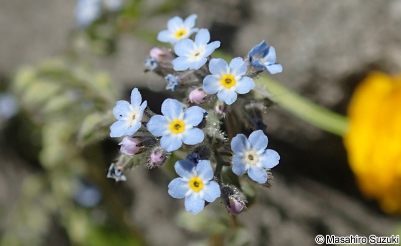 キュウリグサ Trigonotis peduncularis