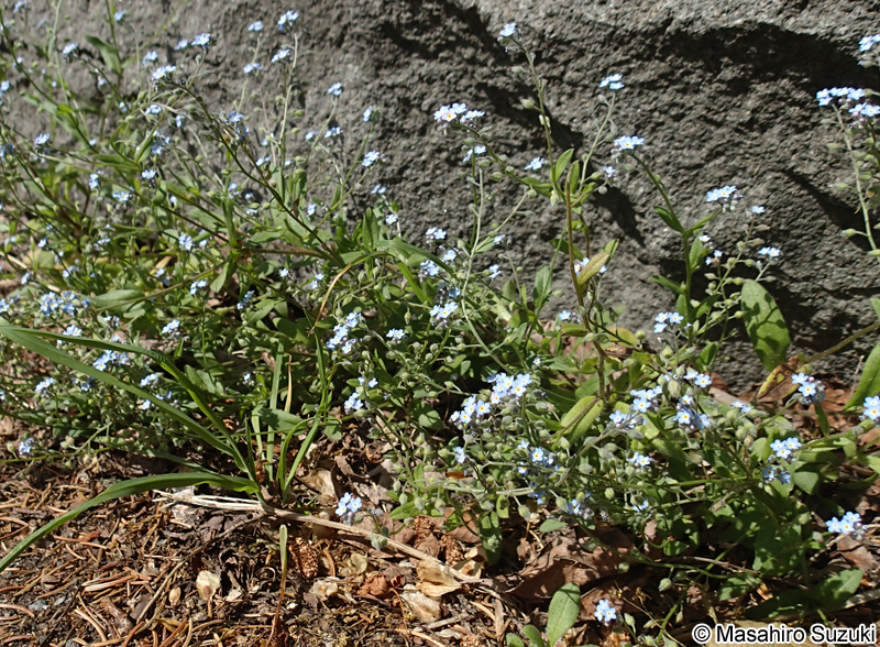 キュウリグサ Trigonotis peduncularis