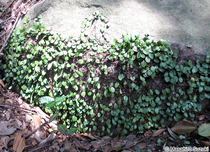 マメヅタ Lemmaphyllum microphyllum