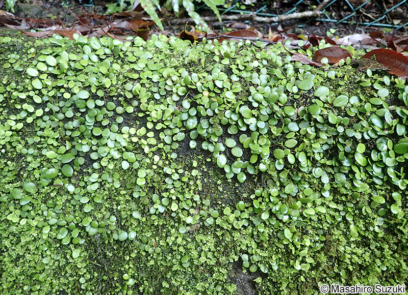 マメヅタ Lemmaphyllum microphyllum