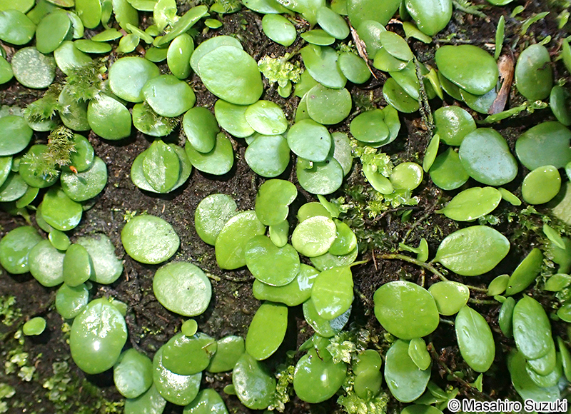 マメヅタ Lemmaphyllum microphyllum