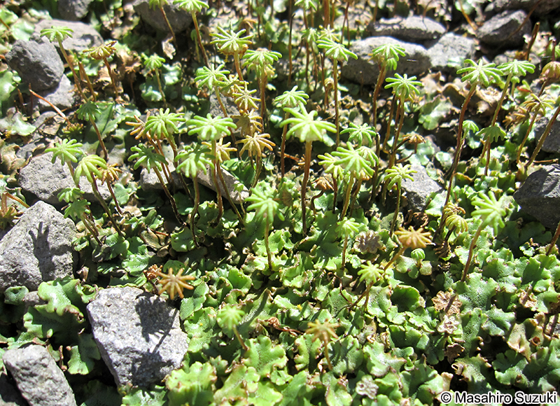 ゼニゴケ Marchantia polymorpha