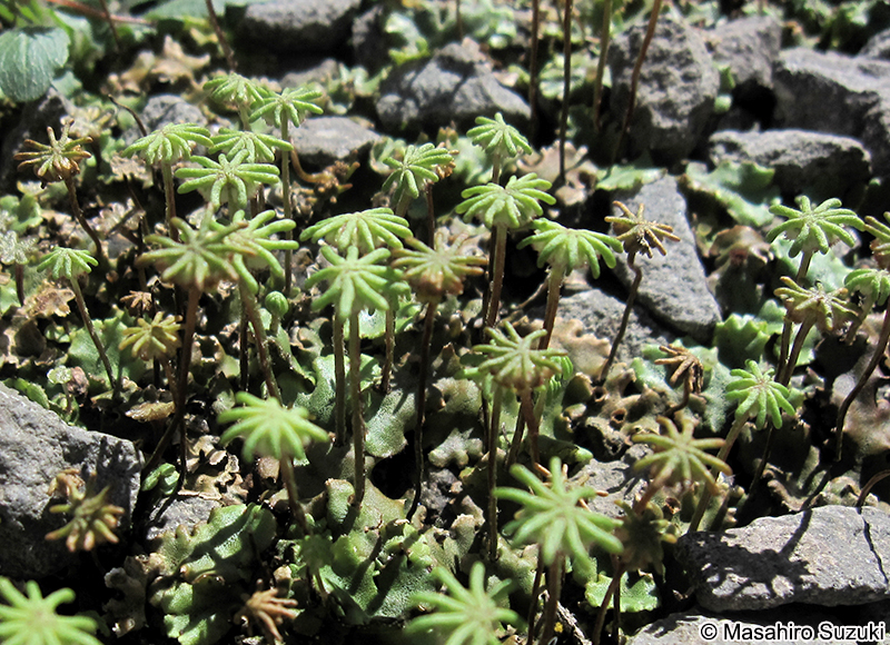 ゼニゴケの雌器托