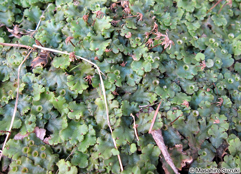 ゼニゴケ Marchantia polymorpha