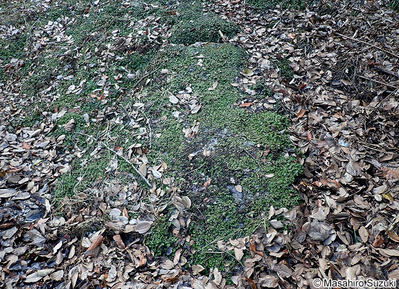 ゼニゴケ Marchantia polymorpha