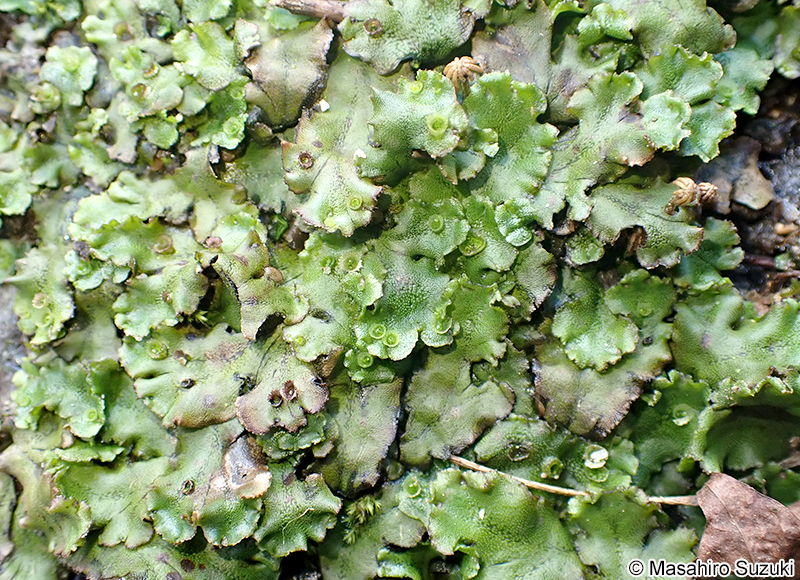 ゼニゴケ Marchantia polymorpha