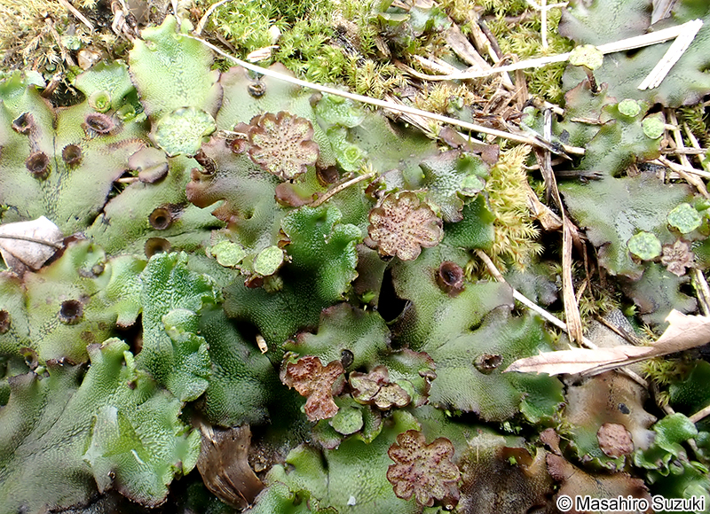 ゼニゴケの雄器托