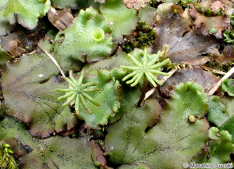 ゼニゴケの雌器托