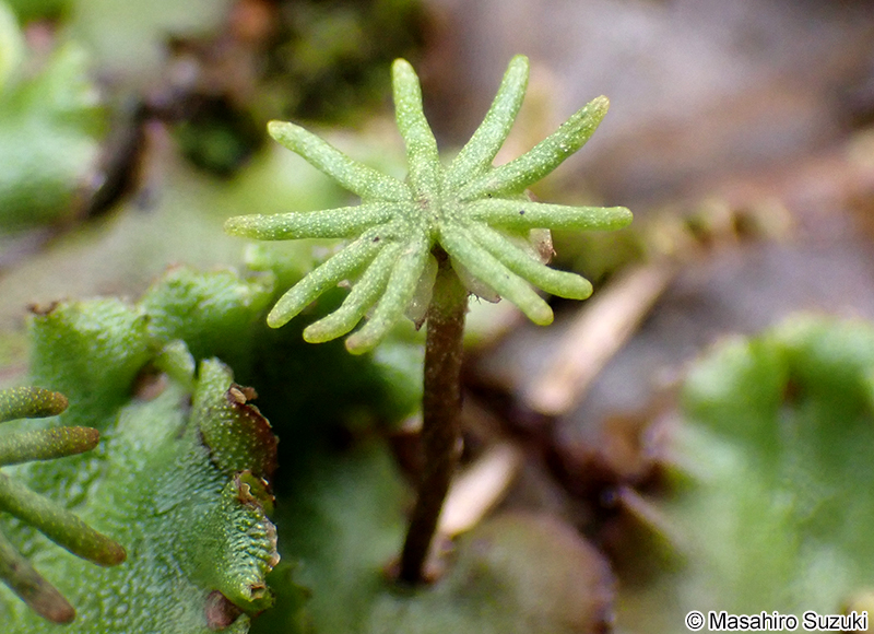 ゼニゴケの雌器托