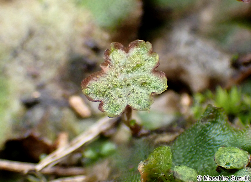 ゼニゴケの雄器托