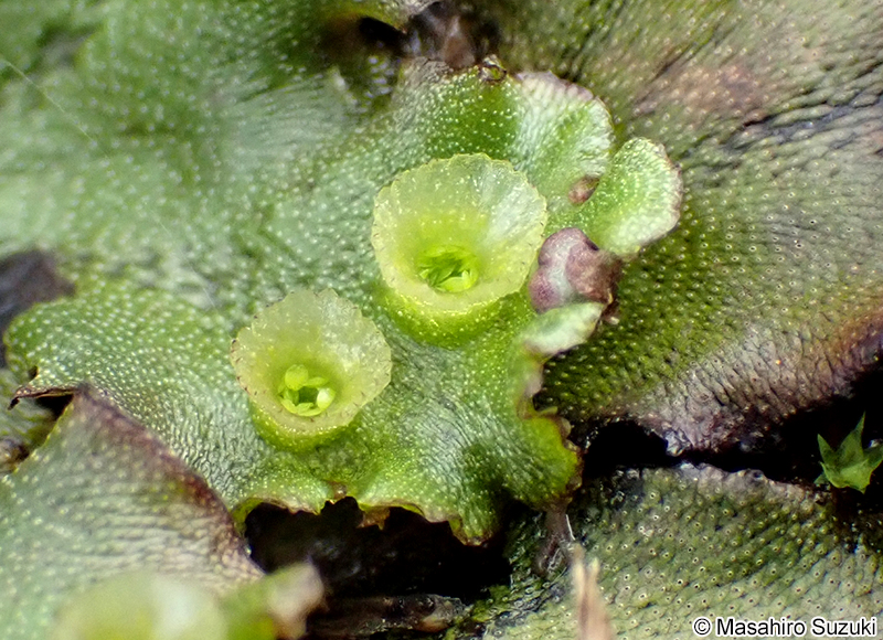 ゼニゴケの無性芽器