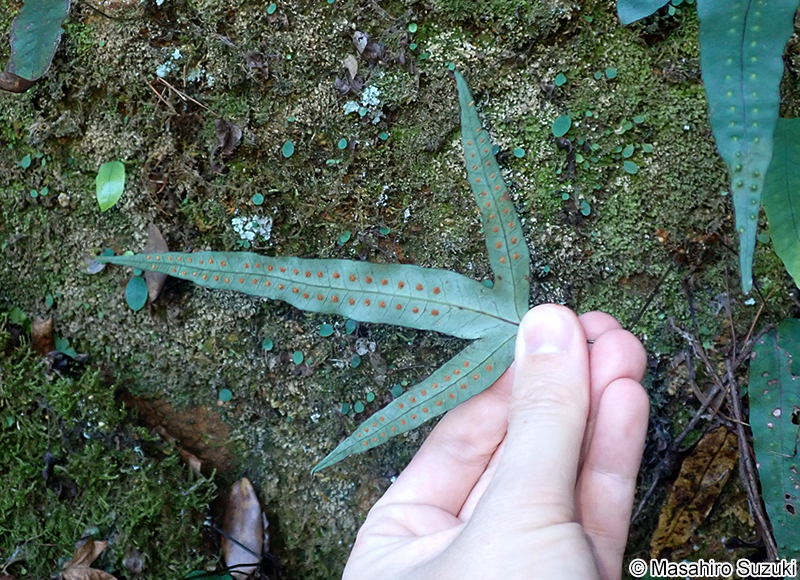 ミツデウラボシ Selliguea hastata