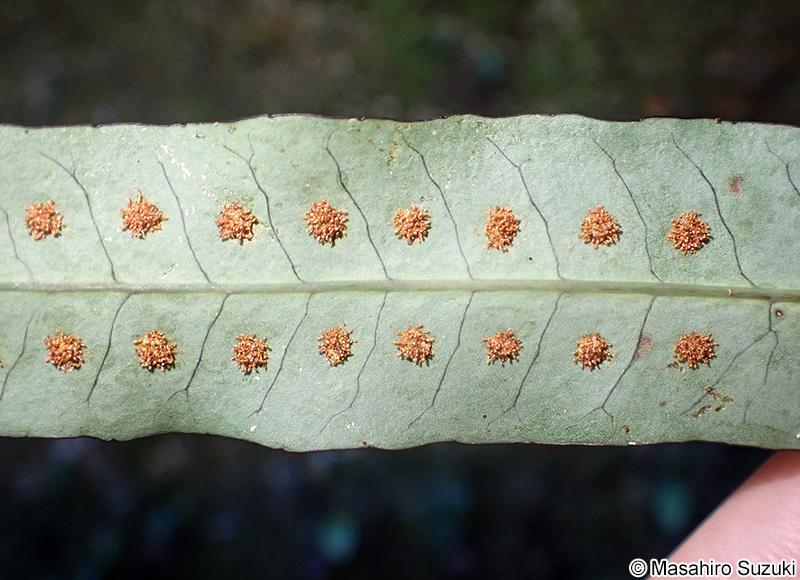 ミツデウラボシ Selliguea hastata