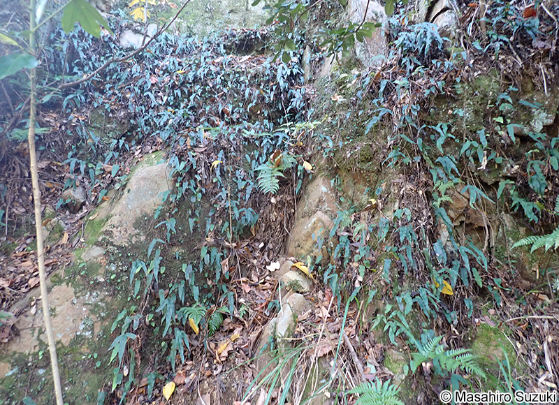 ミツデウラボシ Selliguea hastata