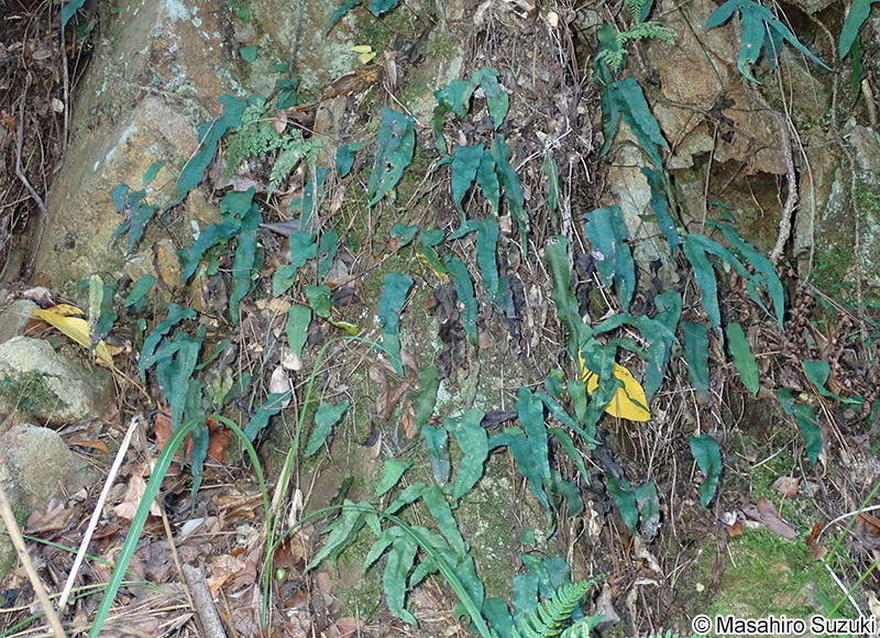 ミツデウラボシ Selliguea hastata