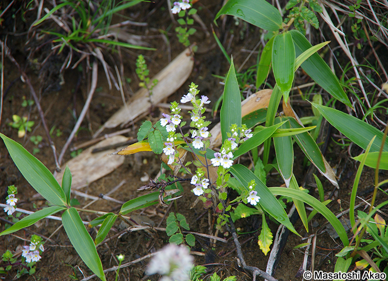 ミヤマコゴメグサ Euphrasia insignis