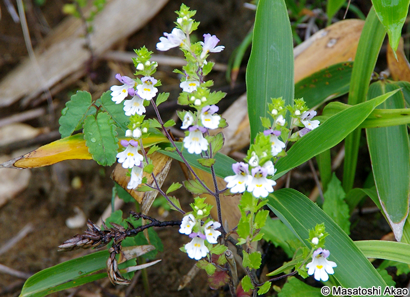 ミヤマコゴメグサ Euphrasia insignis
