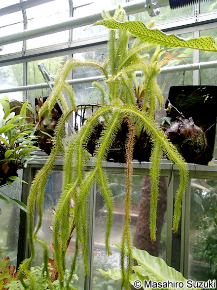 ムカデカズラ Phlegmariurus squarrosus