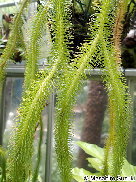 ムカデカズラ Phlegmariurus squarrosus