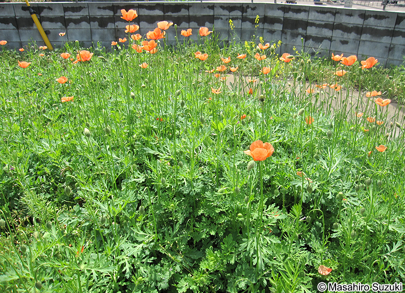 ナガミヒナゲシ Papaver dubium