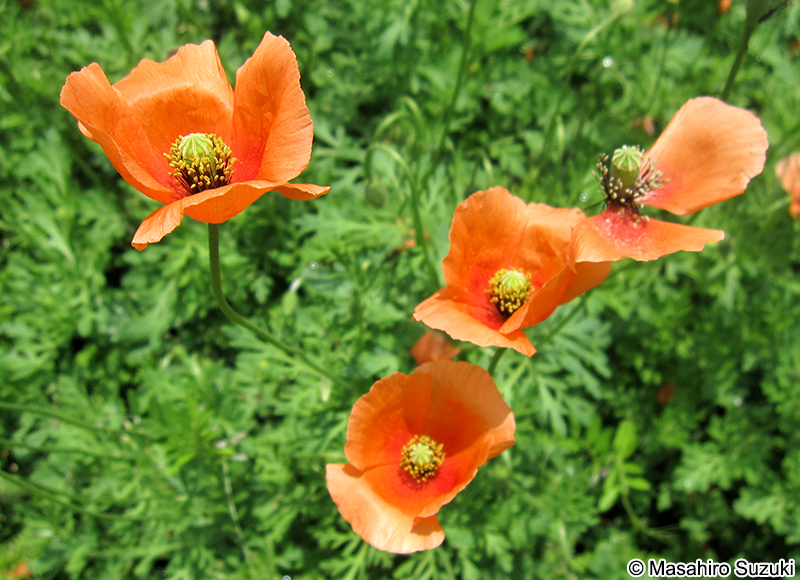 ナガミヒナゲシ Papaver dubium