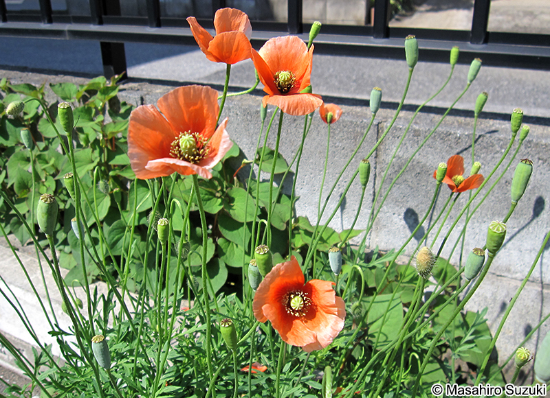 ナガミヒナゲシ Papaver dubium