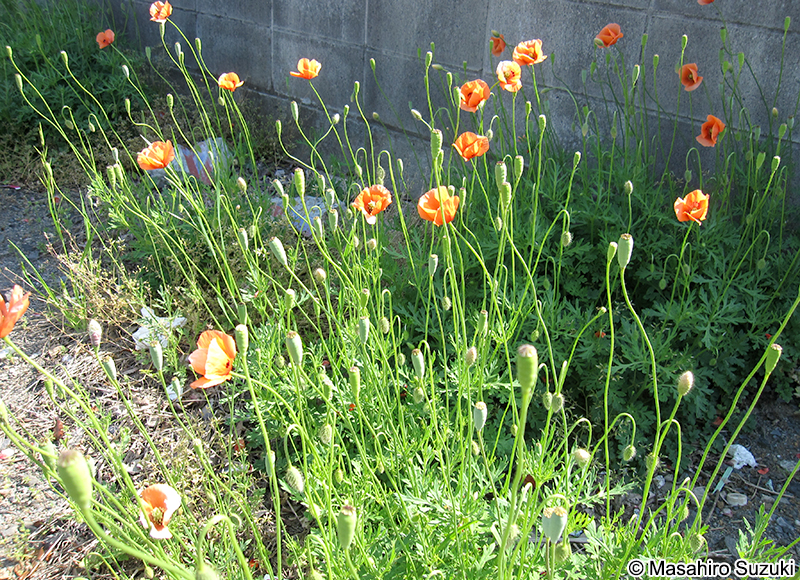 ナガミヒナゲシ Papaver dubium
