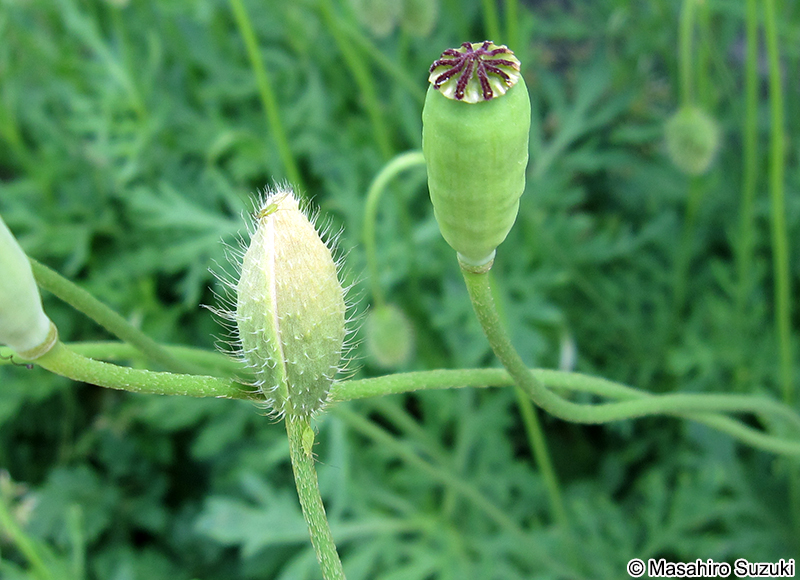 ナガミヒナゲシ Papaver dubium