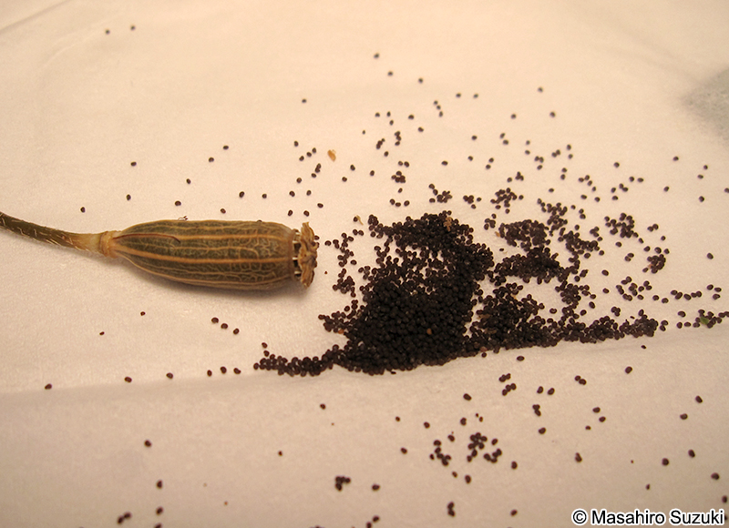 ナガミヒナゲシの果実（蒴果）と種