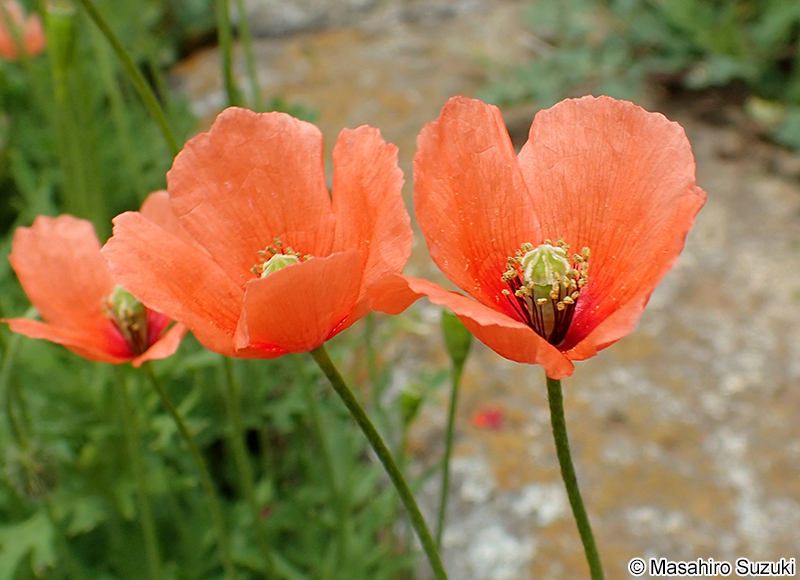 ナガミヒナゲシ Papaver dubium