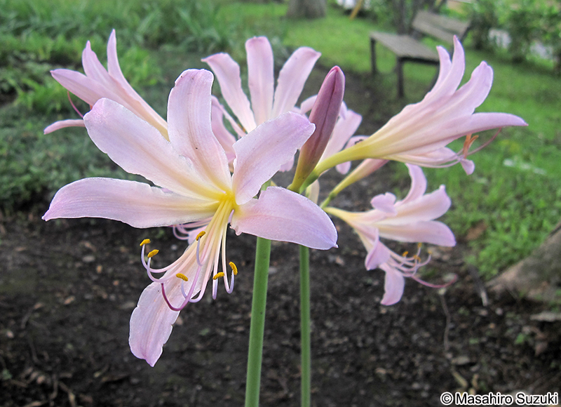 ナツズイセン Lycoris squamigera