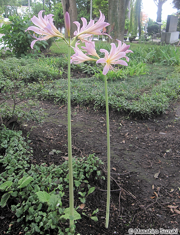 ナツズイセン Lycoris squamigera